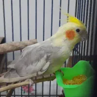 گمشده عروس هلندی محدوده مهدیس واسلام آباد