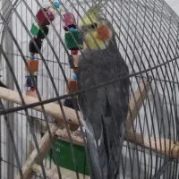 ۳عدد طوطی عروس نر ۱۵ماهه