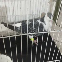 کفتر ساده مگسی