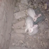 سه عدد خرگوش