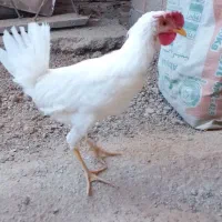 خ روس