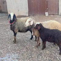 ۲ راس شیشک ومیش بره دار