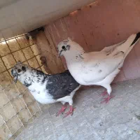 کبوتر،کفتر ۱۰ طوق
