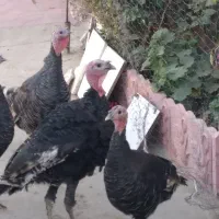 فروش بوقلمون