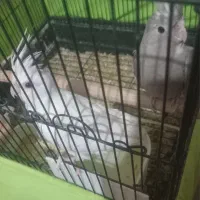 جوجه عروس هلندی