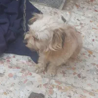 سگ ارمیه بخاطرکم جایی برافروش گزاشتم|سگ|کاشان, شهدا|دیوار