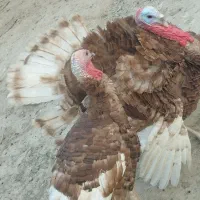 بوقلمون محلی|حیوانات مزرعه|هیرمند, |دیوار