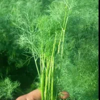 سبزی های تازه وتمیز شهرستان حمیدیه