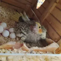 جفت عروس هلندی مولد|پرنده|جم, |دیوار