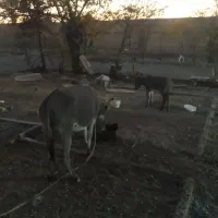 خر ماده با کره ماده