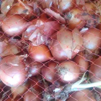 پیاز تازه به قیمت مناسب|خوردنی و آشامیدنی|قشلاق دشت, |دیوار