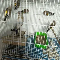 سهره کرمونی و سر سیاه|پرنده|شیراز, گل سرخ|دیوار