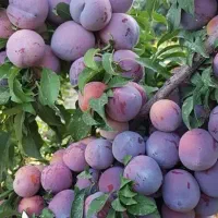 پیش فروش معتبر ترین مرکز تولید نهال آلو شابلون|خدمات باغبانی و درختکاری|اشنویه, |دیوار
