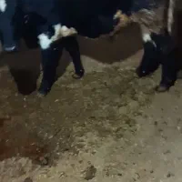 2عدد گوساله نر|حیوانات مزرعه|مریوان, |دیوار