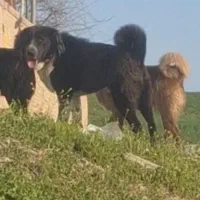 سگ قدرجونی ششدانگ