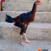 جوجه لاری