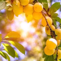 تولید و فروش نهال آلو زرد خورشتی|خدمات باغبانی و درختکاری|تنکمان, |دیوار