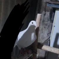 کبوتر ماده سفید رفتنی