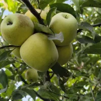 فروش خانه باغ|فروش خانه و ویلا|سیمینه, |دیوار