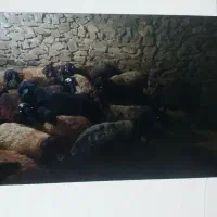 ۱۰ راس گوسفند ماده