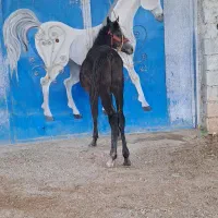 کره نریون یکسر