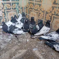 سینه ای یه سر شال|پرنده|شهرکرد, |دیوار