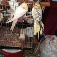 عروس هلندی پیدا شده