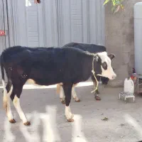 دو عدد گوساله نر و ماده