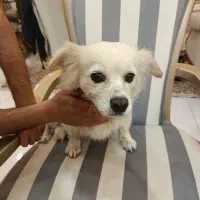 سگ اشپیتز|سگ|فردیس, فردیس|دیوار