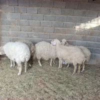 میش نژادی فروشی