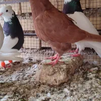 پرنده|پرنده|شوشتر, |دیوار