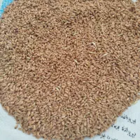 گندم بذری احسان