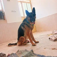 ژرمن نر نوکلاسیک اصل|سگ|بوشکان, |دیوار