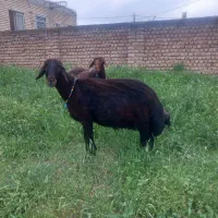 گوسفند داشتی جوان شیر کن