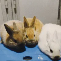 سه عدد خرگوش زیبا همراه با مادر|موش و خرگوش|بانه, |دیوار