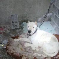 داگو معاوضه با توله نژاد بزرگ