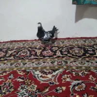 صید غروب|حیوانات|چناران, |دیوار