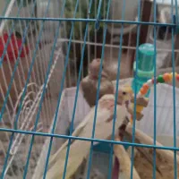 بچه عروس هلندی|پرنده|بندر انزلی, کارآموزی|دیوار