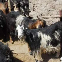 فروش بز ماده