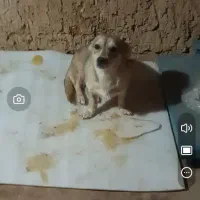 سگ خانگی فروشی خوشگل و حرف گوش کن|سگ|یاسوج, |دیوار