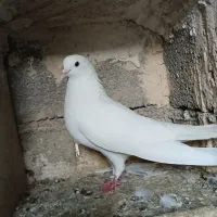 کبوتر