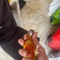 جوجه گرینچیک|پرنده|کرج, شاهینویلا|دیوار