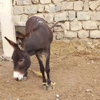 خر جوان|حیوانات مزرعه|گرمی, |دیوار