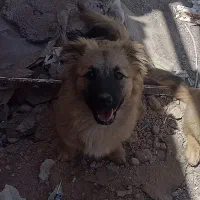 یک جفت توله پنج ماهه پامر فوریی