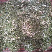 الگز درجه یک حاجی بگ