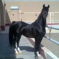 خر.ید  فروش. اسب همه نژاد