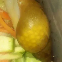 خزنده حلزون