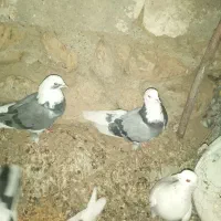 کبوتر