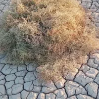 خارفروشی دارم