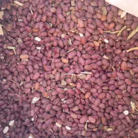 فروش لوبیا قرمز